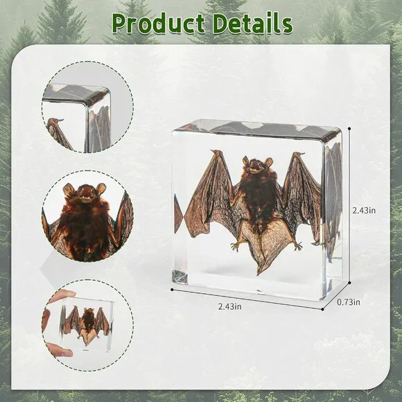 Real Bat Specimens,Taxidermy Bat Specimen in Resin for Science Classroom Science - Picture 3 of 7
